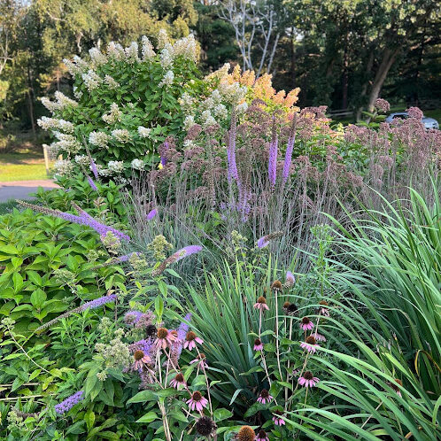Page6 Eco-Friendly Franchise shows their native garden work