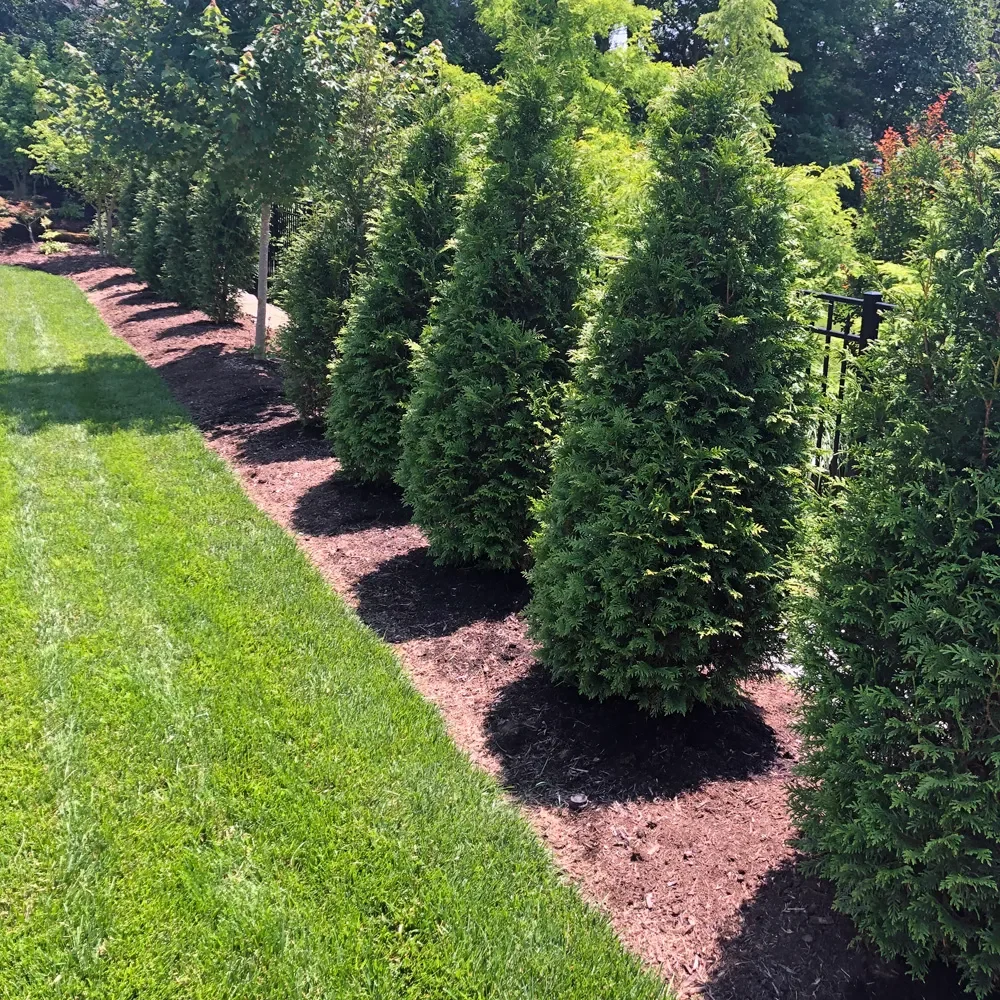 Thuja-Northern-Spire-Arborvitae-2 Thuja-Northern-Spire-Arborvitae-2